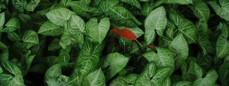a photo of green leaves